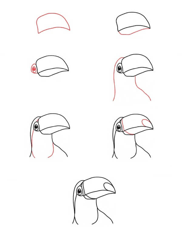 Tête de toucan dessin