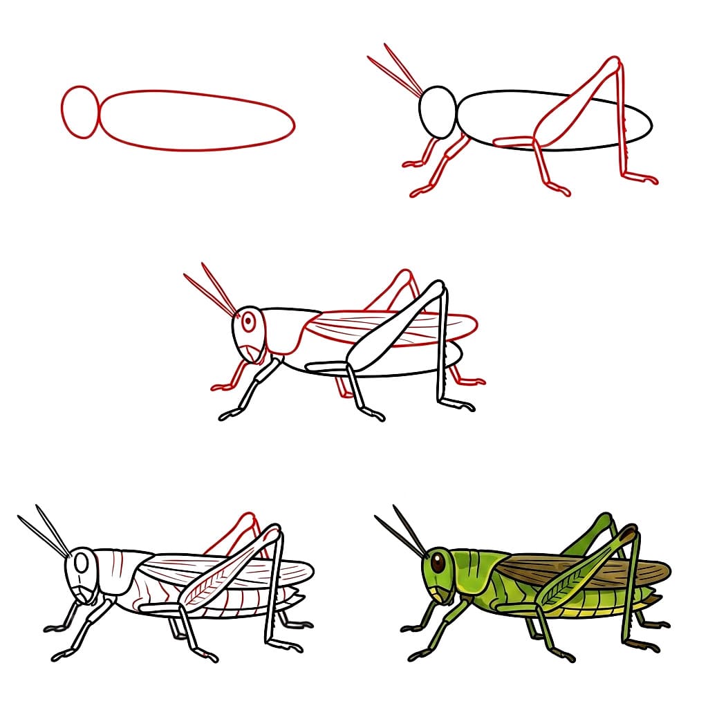 Sauterelle à imprimer dessin