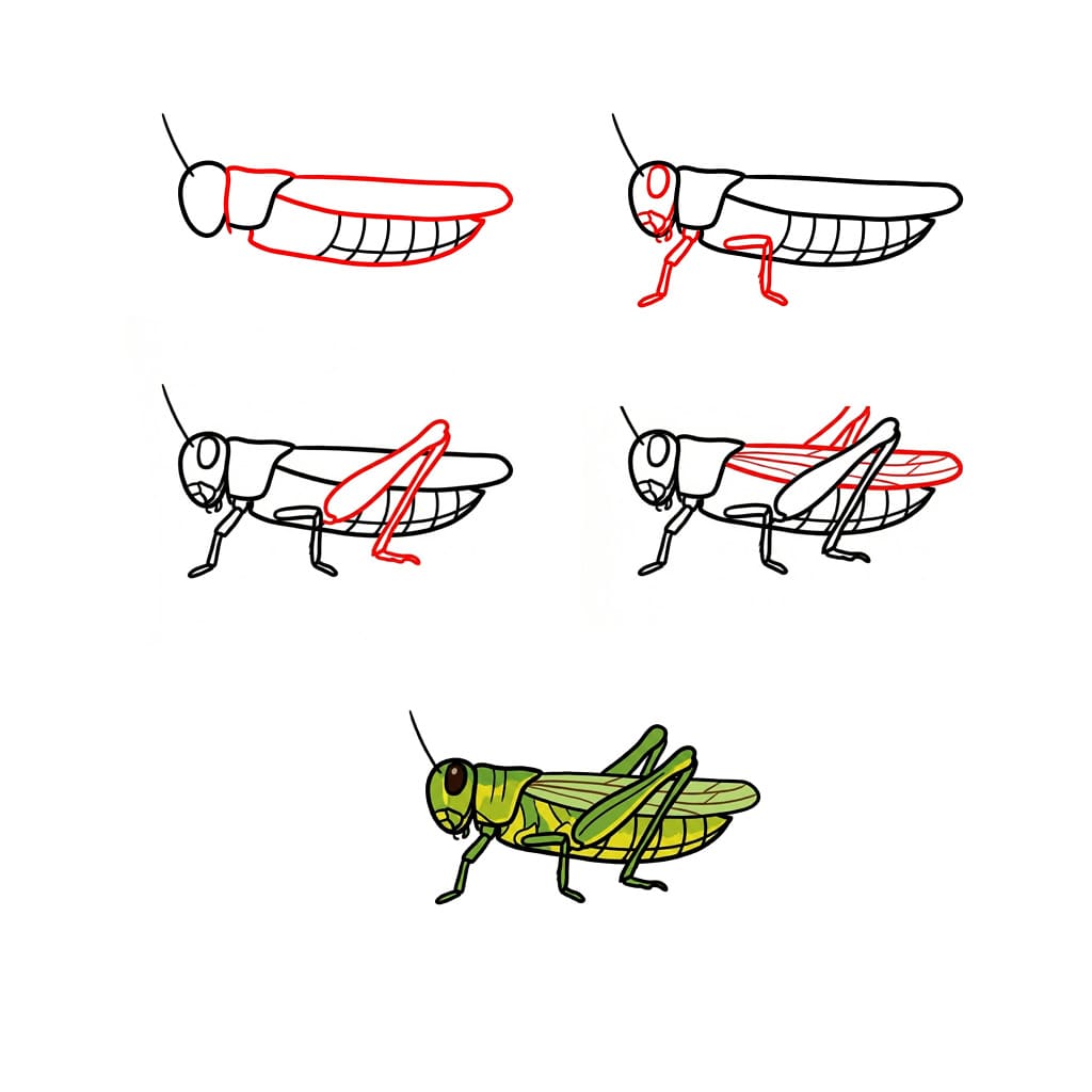 Sauterelle normale dessin
