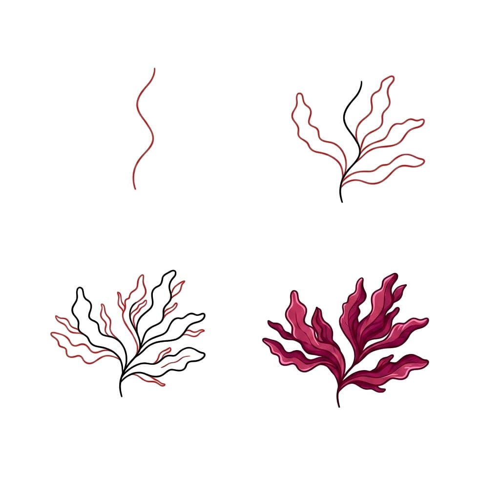 Imprimer de la dulse Algues dessin