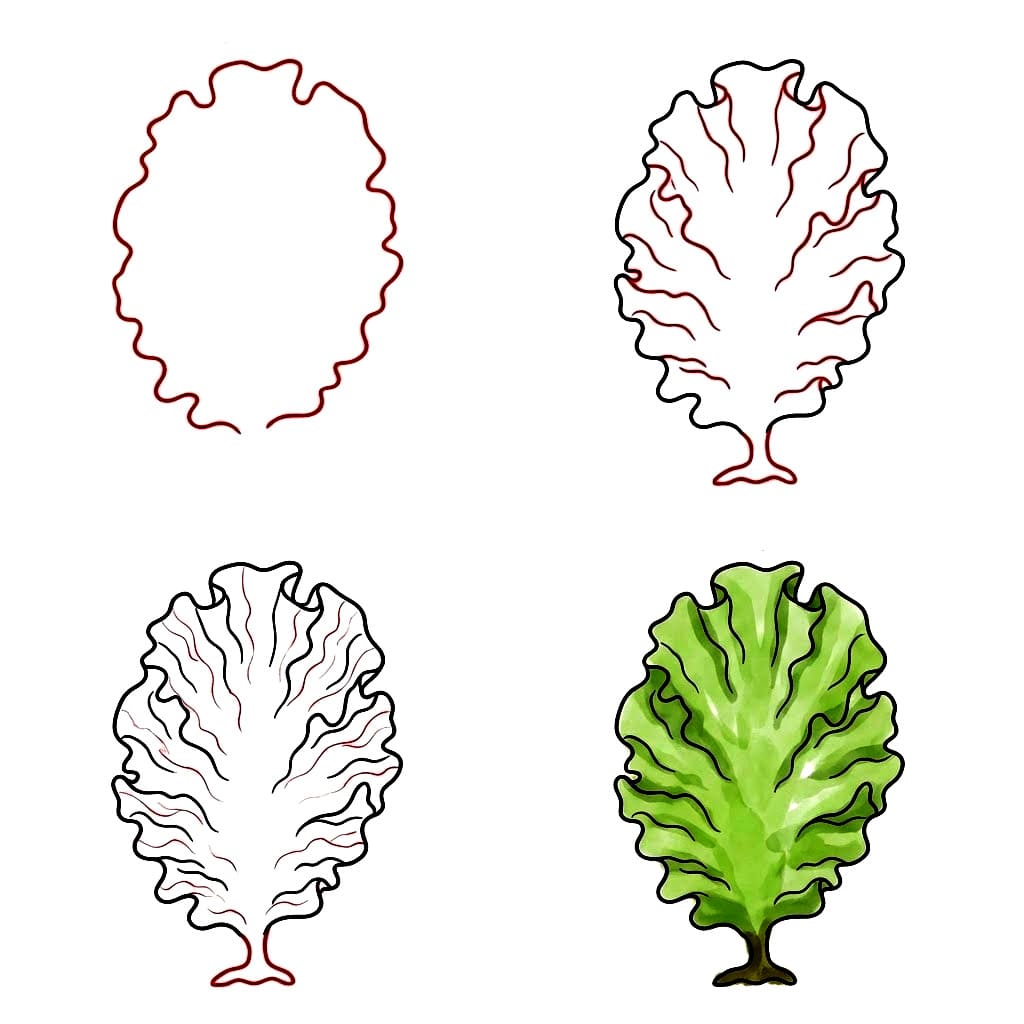 Laitue de mer Algues dessin