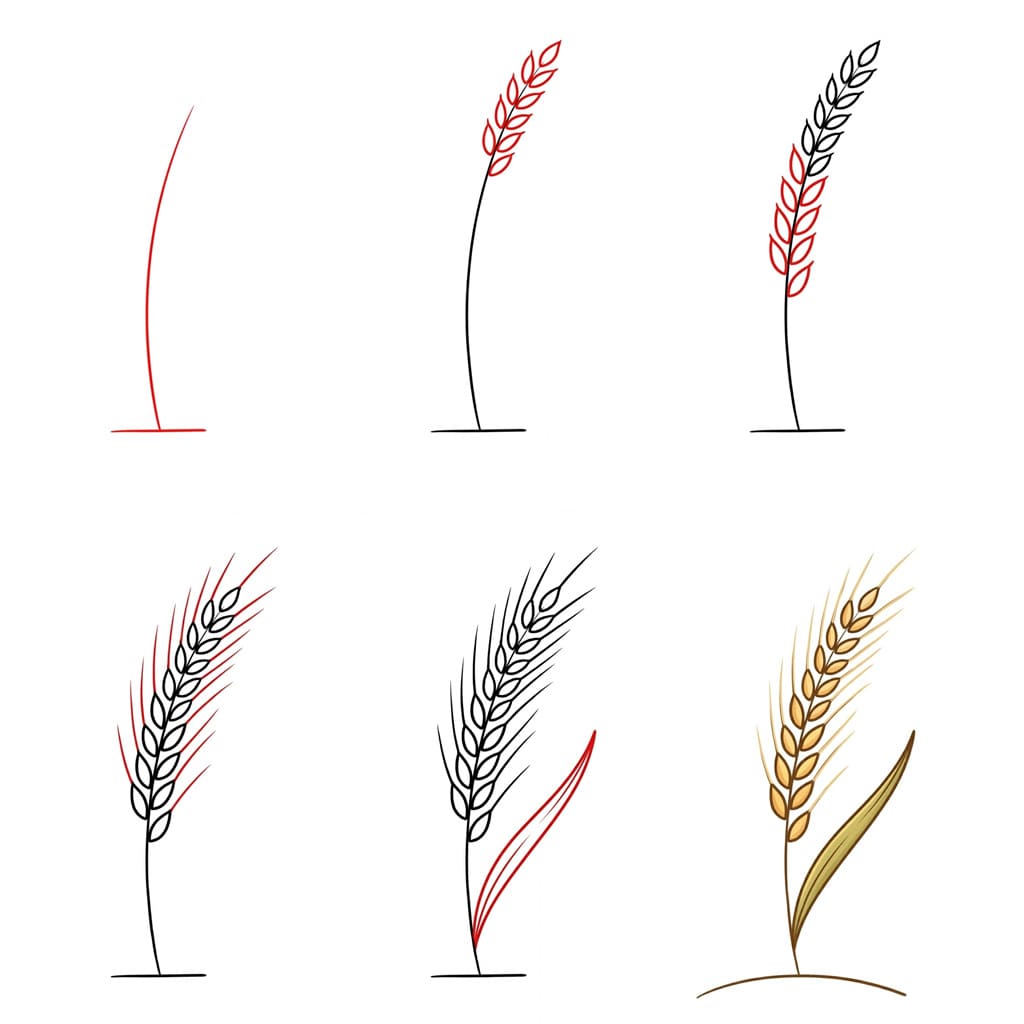 Blé doré dessin