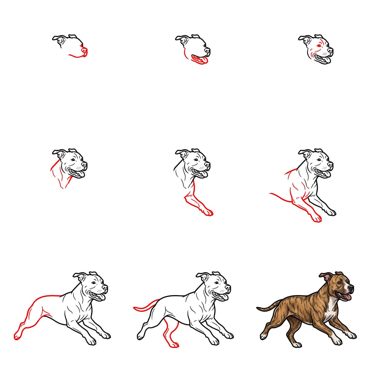 Pitbull qui court dessin