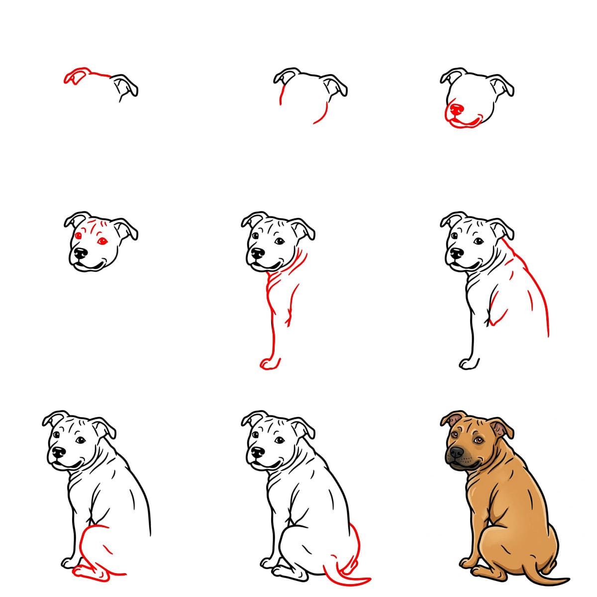 Pitbull qui regarde derrière lui dessin