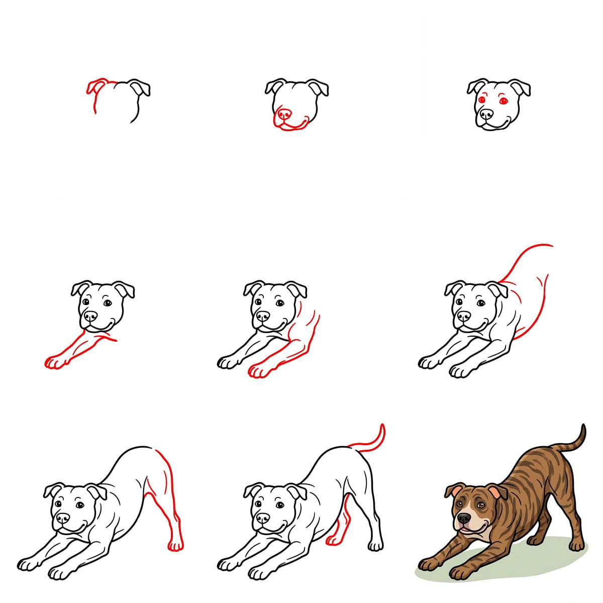 Pitbull qui s'étire dessin