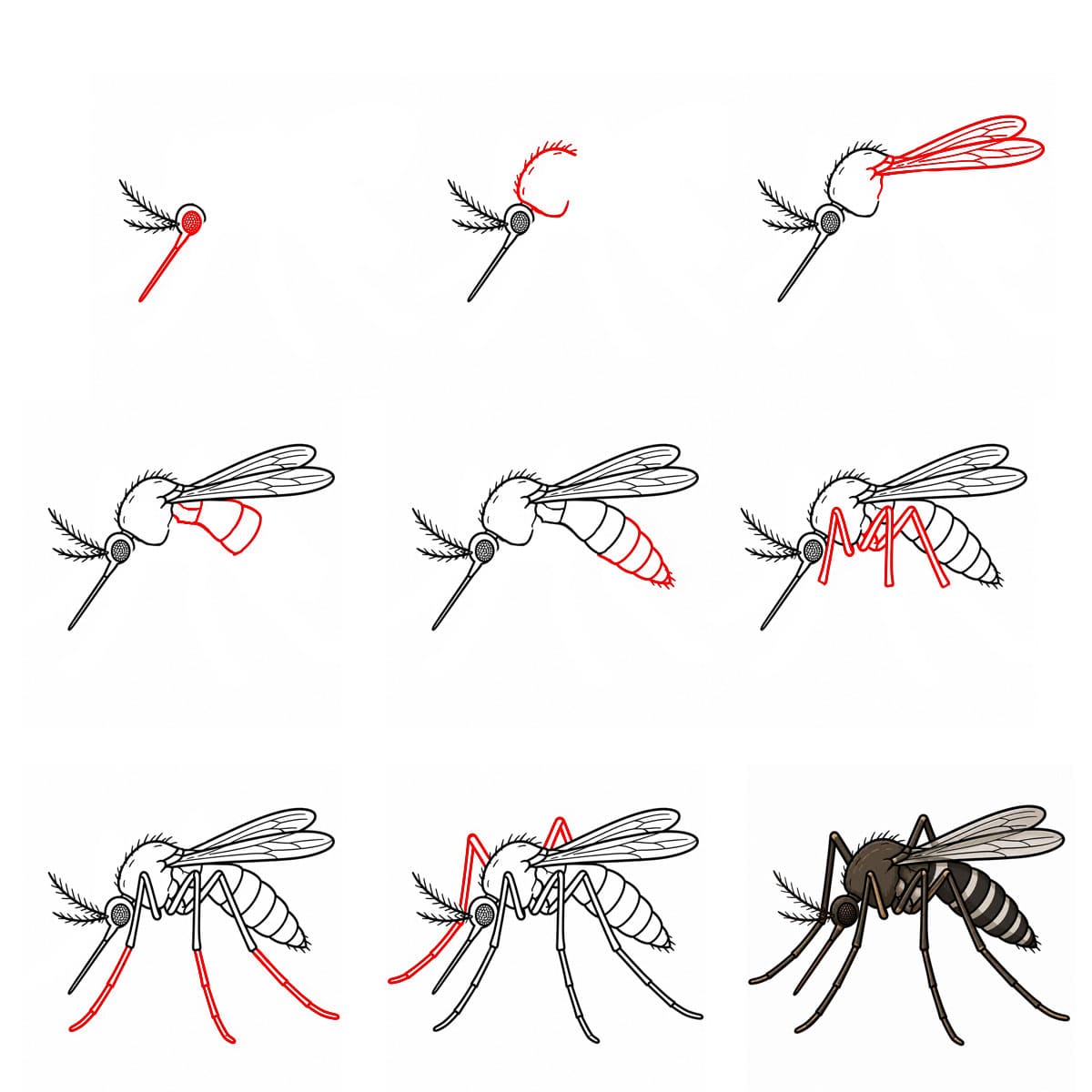 Moustique réaliste dessin