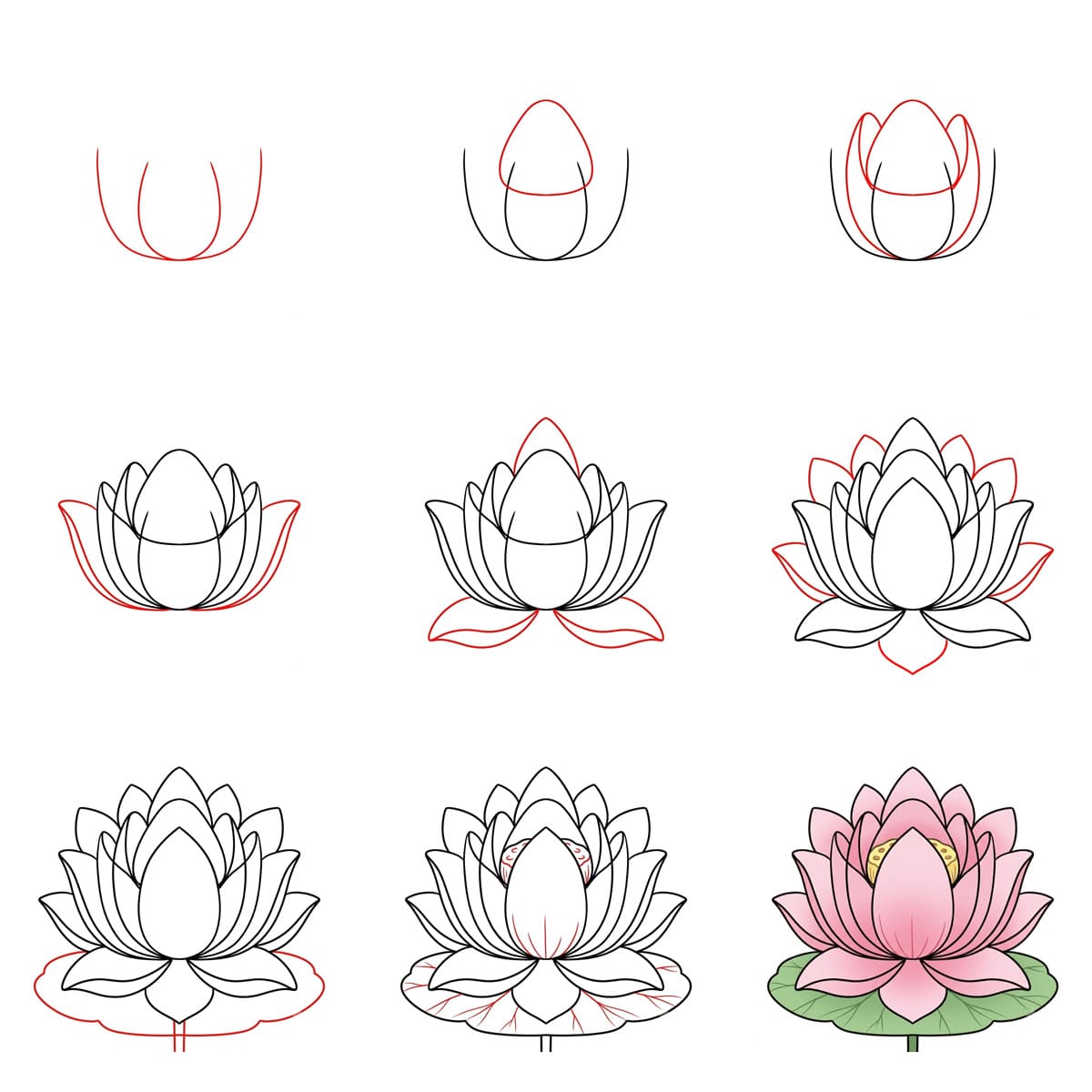 Lotus dessin
