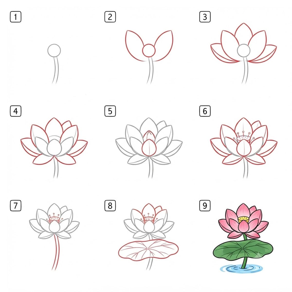 Lotus délicat dessin