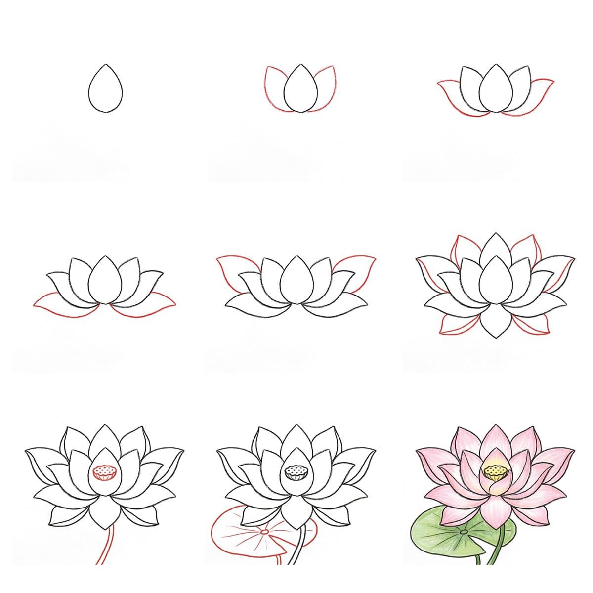 Lotus naturel dessin