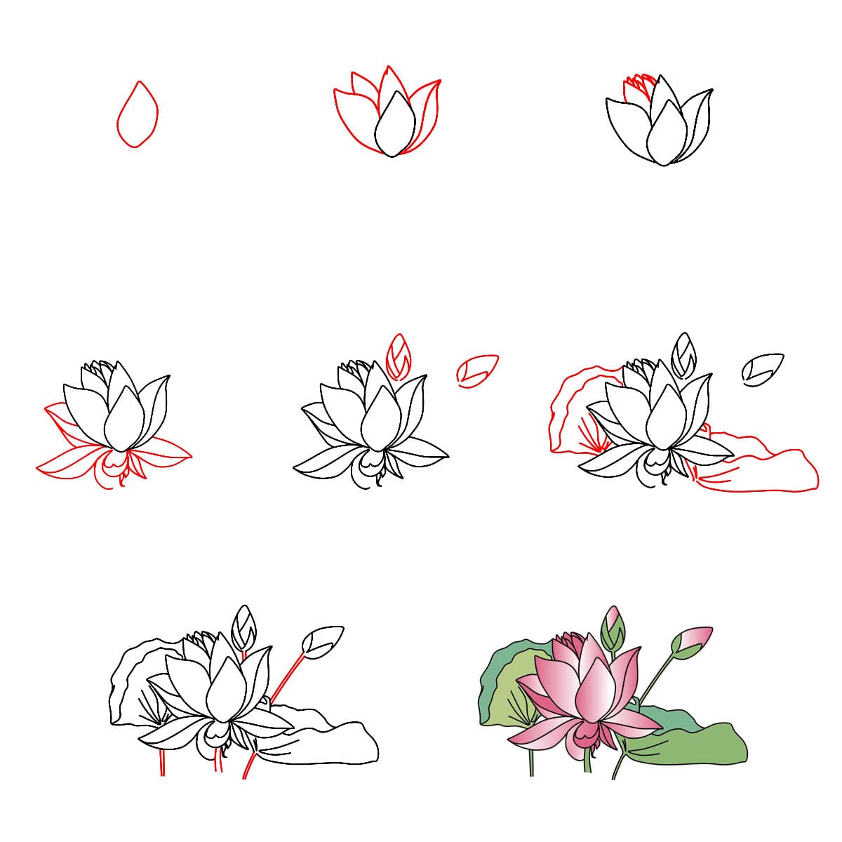 Lotus pittoresque dessin