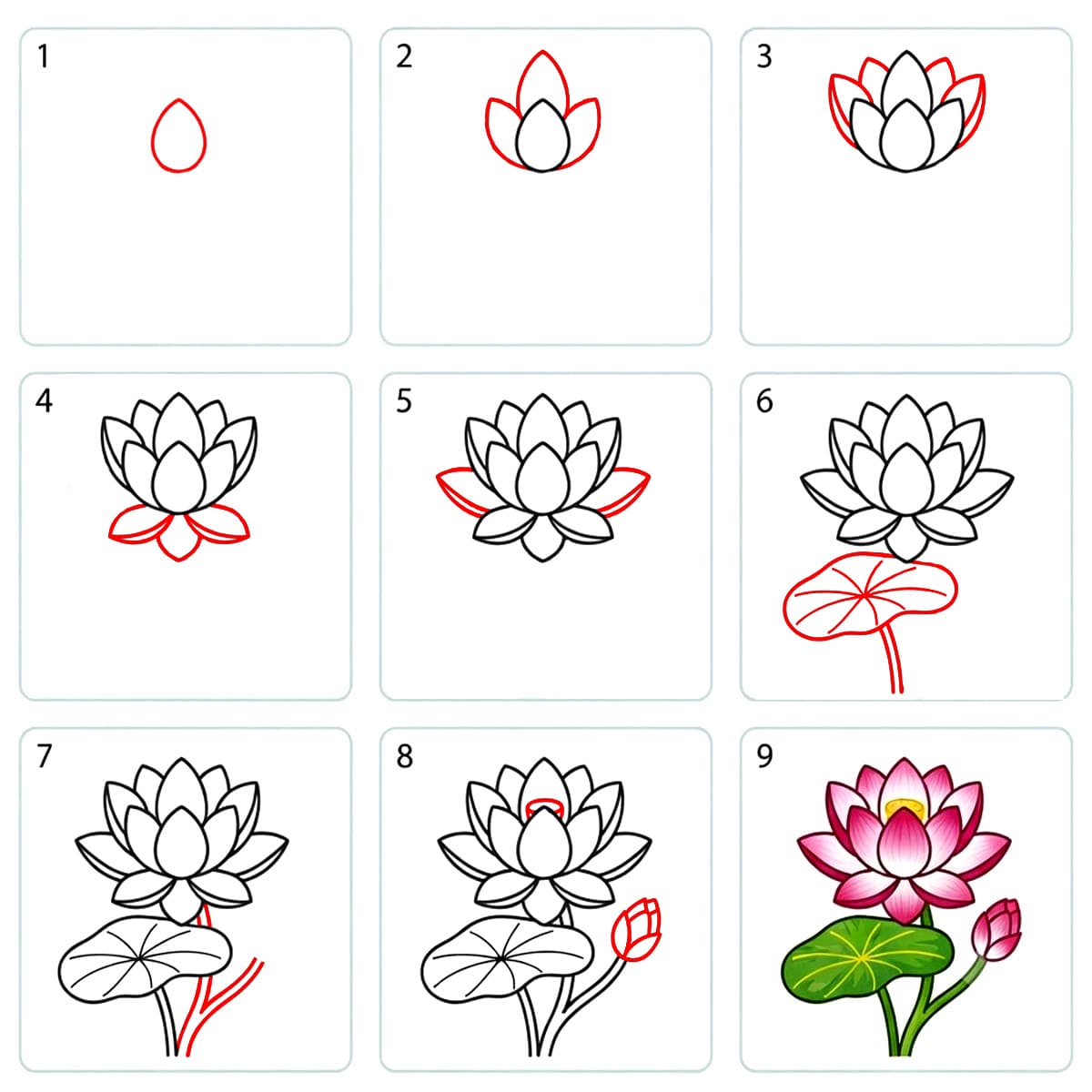 Lotus ravissant dessin