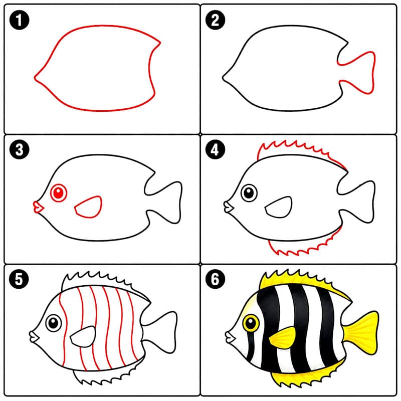 Poisson-ange de mer dessin