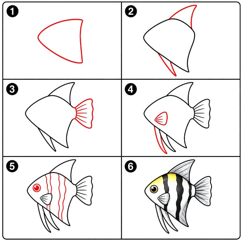 Poisson-ange d'eau douce dessin