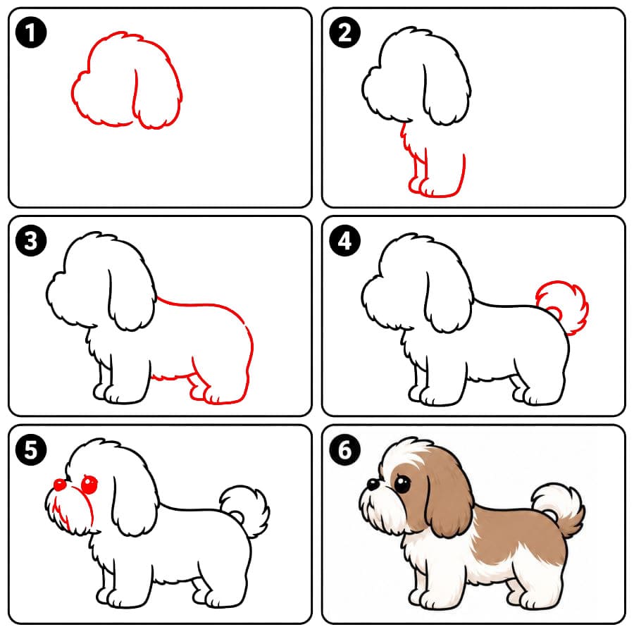 Chien Shih Tzu dessin