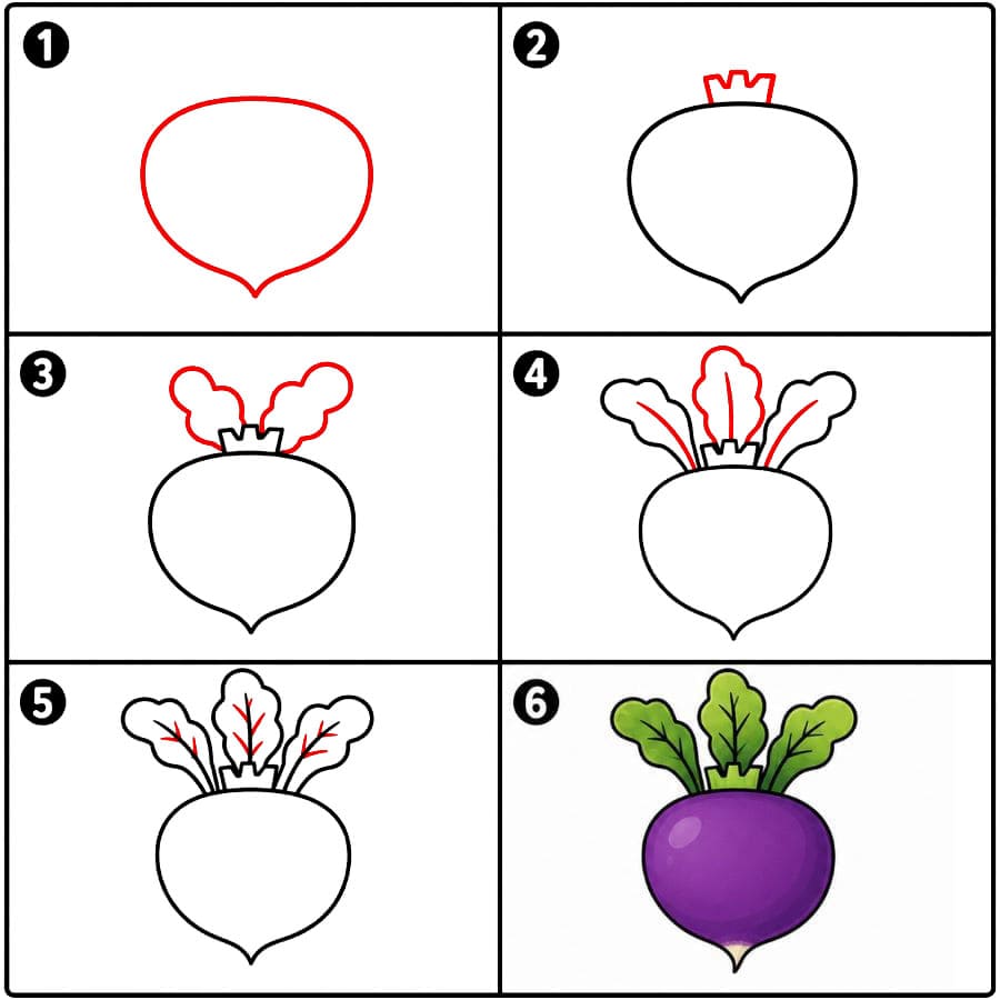 Navet violet dessin