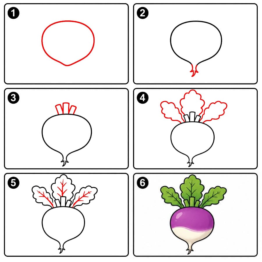 Navet violet et blanc dessin
