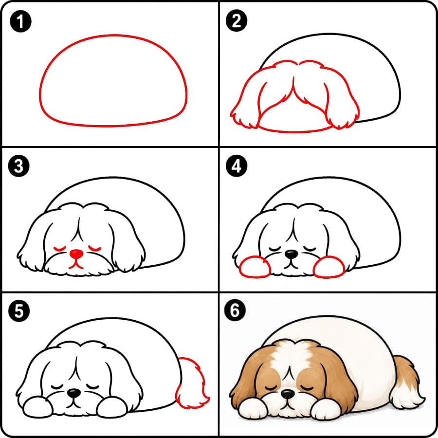 Shih Tzu endormi dessin